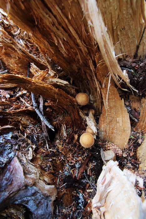 Mushrooms sprouting from a shattered old stump