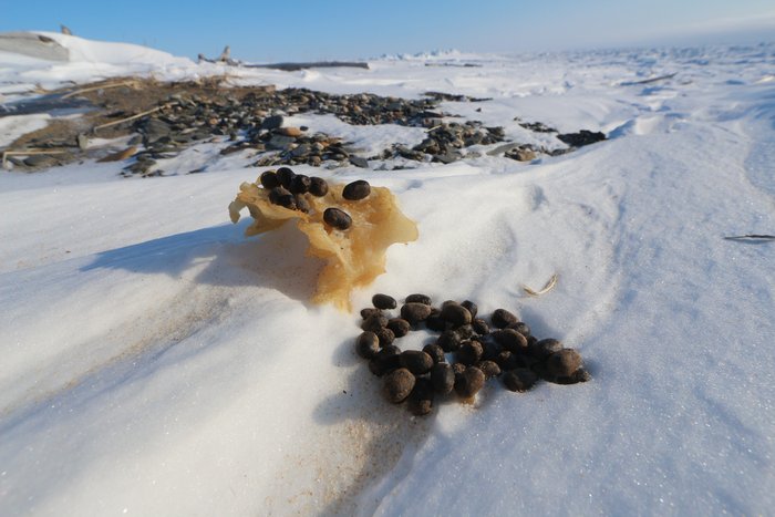Wind scoured the snow out from under frozen musk ox pee - a splash of color in a frozen landscape.