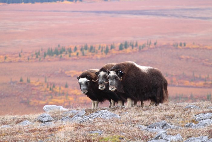 On Mamelak Mountain we encountered three muskox.