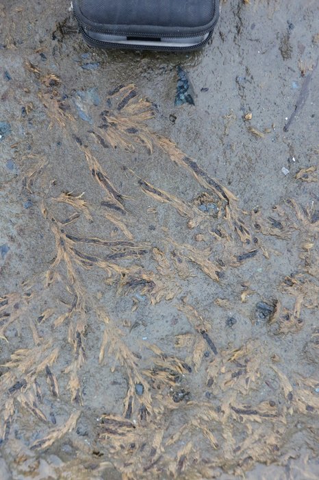 In a mud layer atop peat at the Outside Beach near Seldovia.