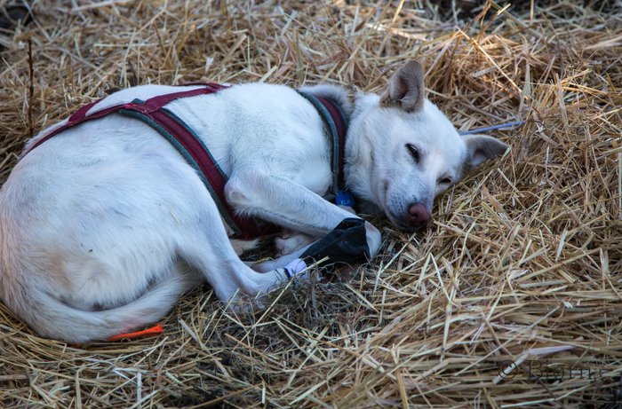 These incredible athletes need rest and nourishment after running over the Alaska Range.