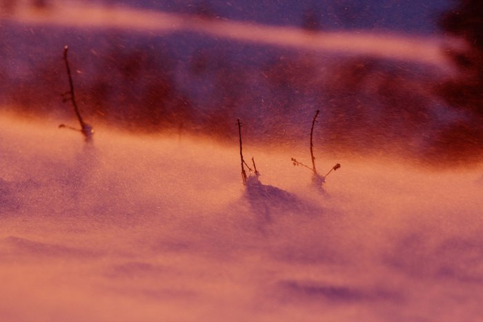 The tops of devils club that would prove a formidable barrier in summer are soon to vanish between blowing snow.