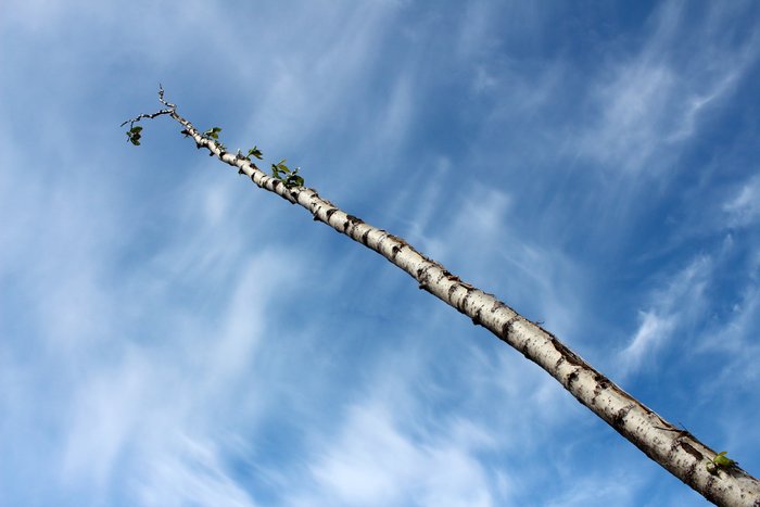 Churning tsunami water stripped the branches from this cottonwood, but 8 months later it's starting to sprout new leaves.