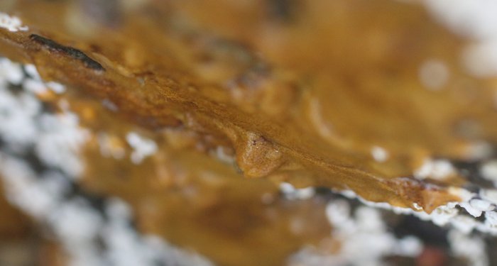 Scientific name unknown