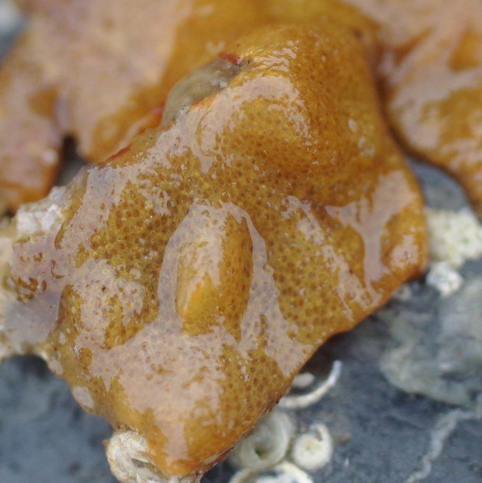 Scientific name unknown