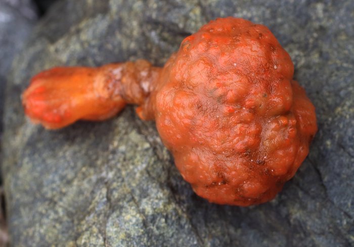 Scientific name -- possible: Distaplia occidentalis