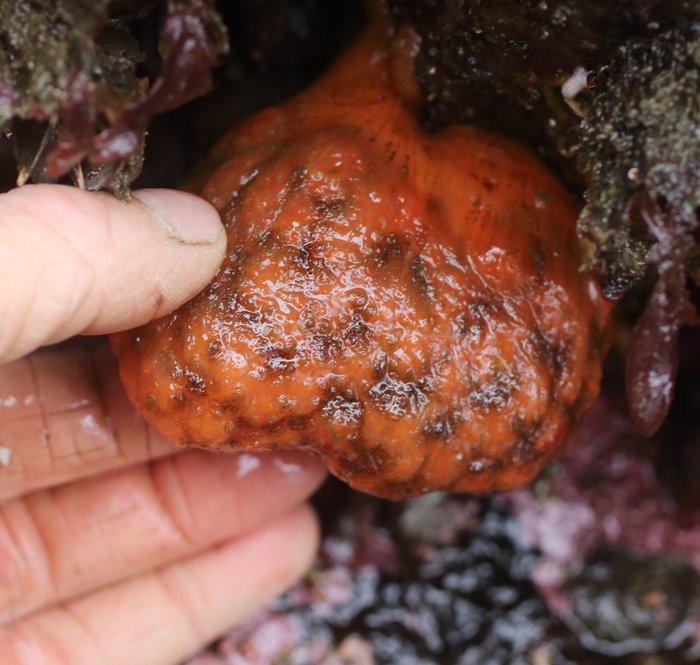 Scientific name -- possible: Distaplia occidentalis