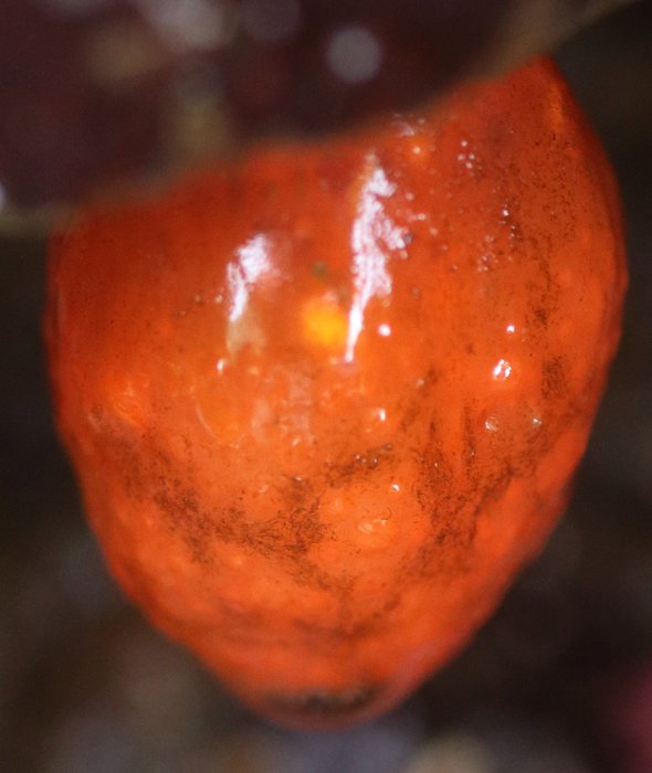 Scientific name -- possible: Distaplia occidentalis