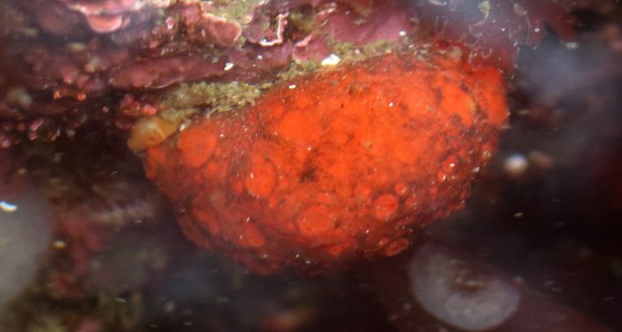 Scientific name -- possible: Distaplia occidentalis