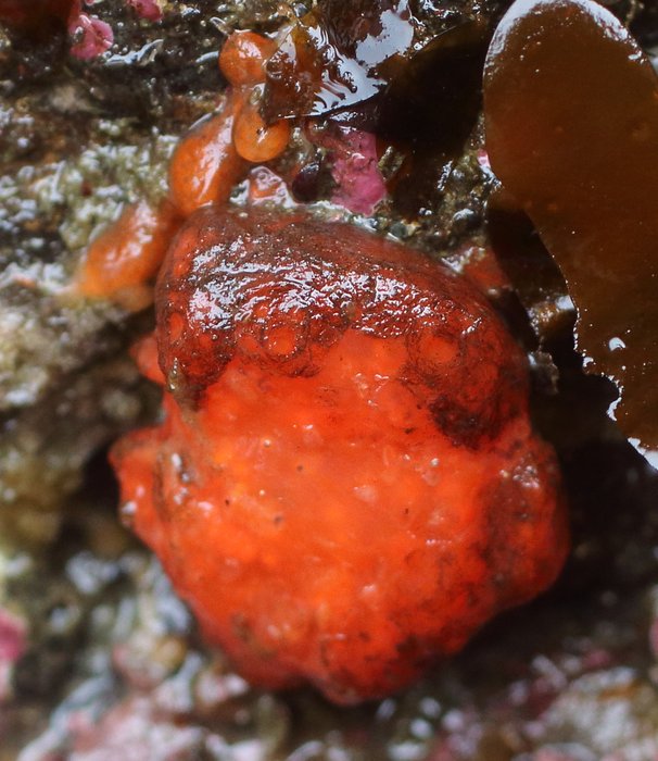 Scientific name -- possible: Distaplia occidentalis