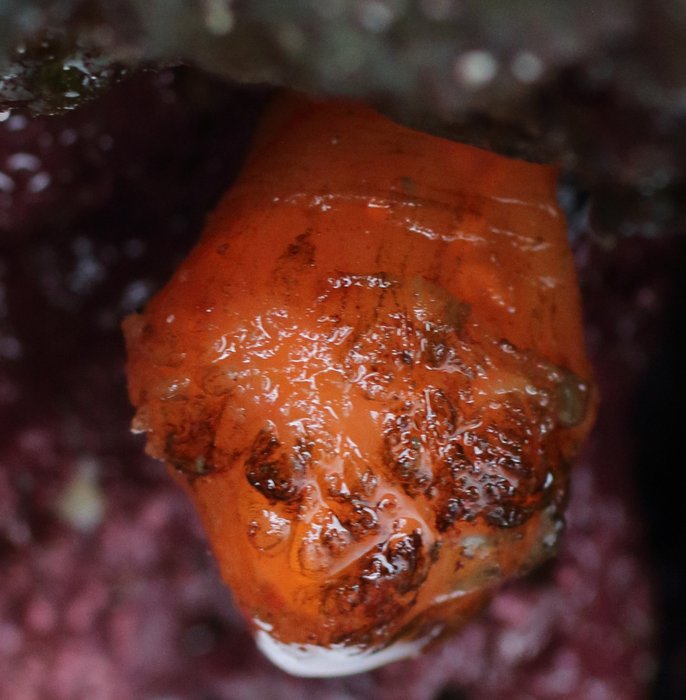Scientific name -- possible: Distaplia occidentalis