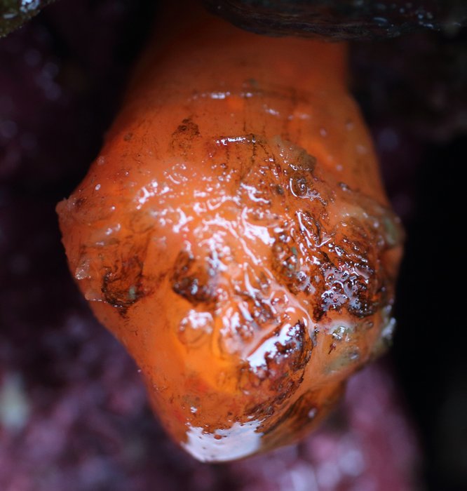 Scientific name -- possible: Distaplia occidentalis