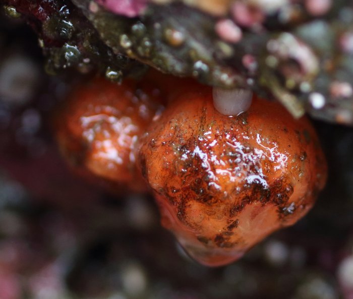 Scientific name -- possible: Distaplia occidentalis