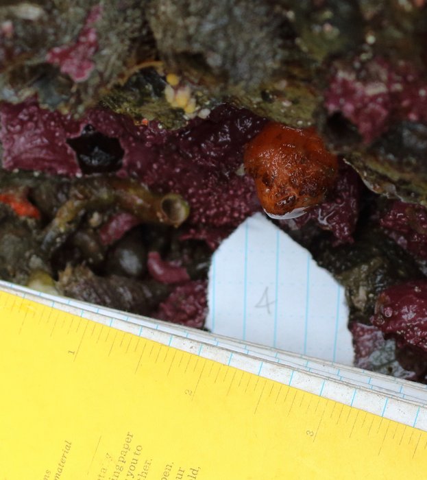 Scientific name -- possible: Distaplia occidentalis
