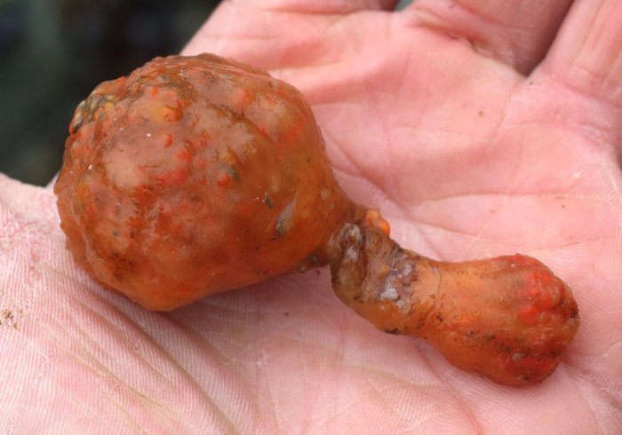 Scientific name -- possible: Distaplia occidentalis