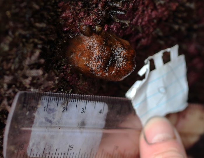 Scientific name -- possible: Distaplia occidentalis