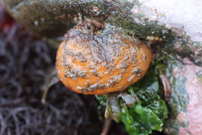 Scientific name -- possible: Distaplia occidentalis