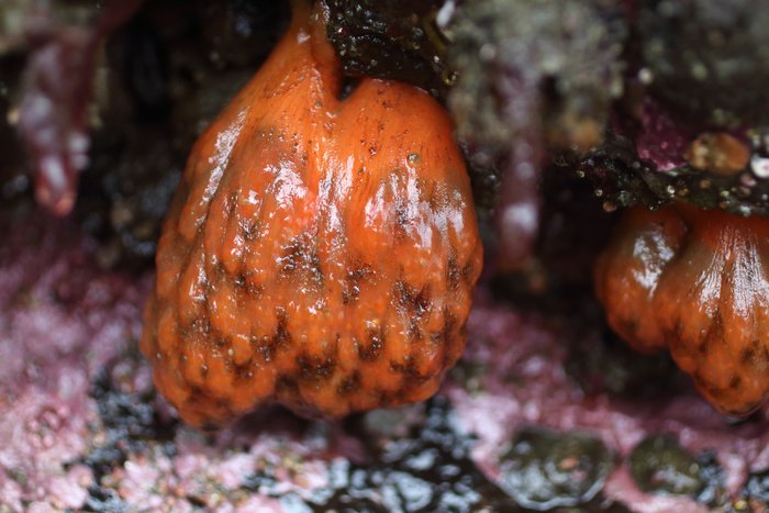 Scientific name -- possible: Distaplia occidentalis