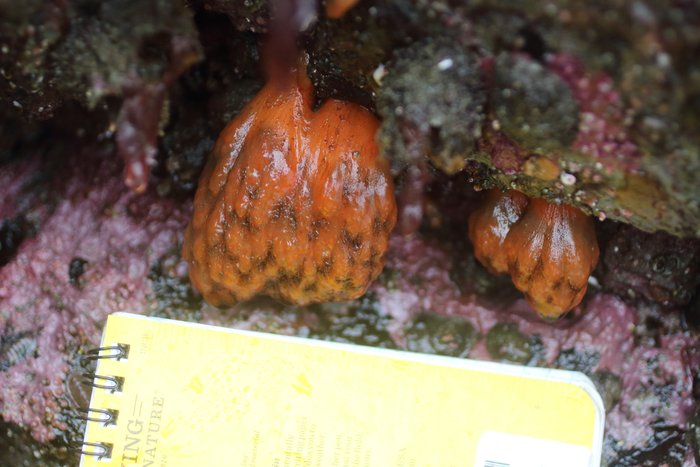 Scientific name -- possible: Distaplia occidentalis