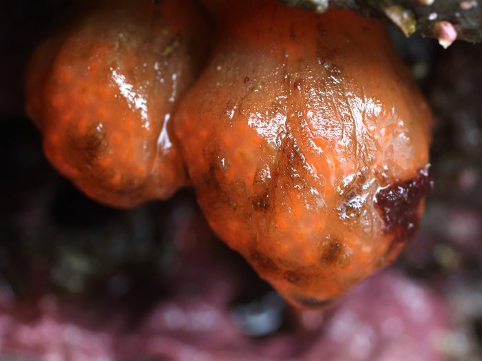 Scientific name -- possible: Distaplia occidentalis