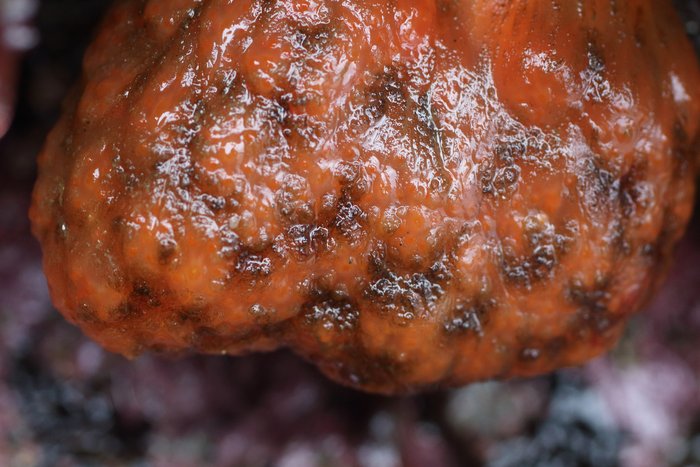 Scientific name -- possible: Distaplia occidentalis