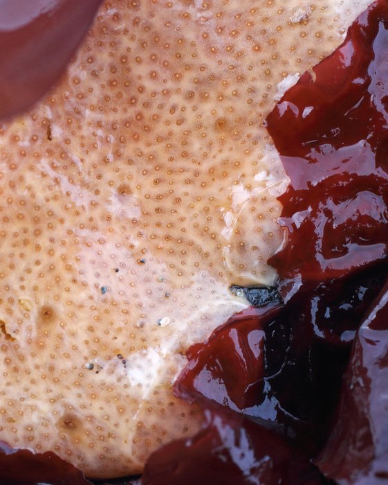 Scientific name -- possible: Polysyncraton sp.