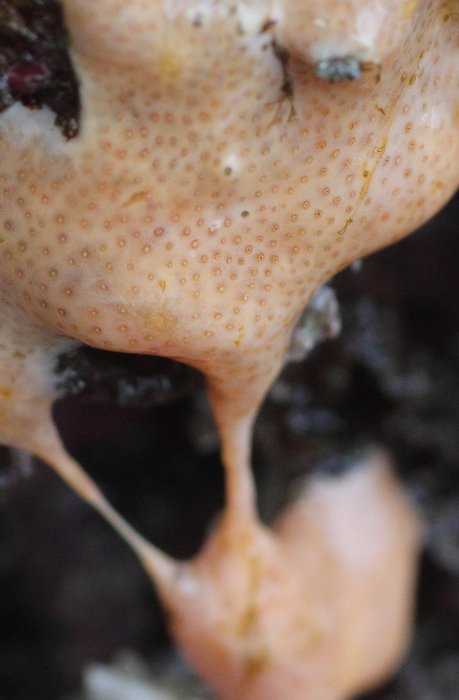 Scientific name -- possible: Polysyncraton sp.