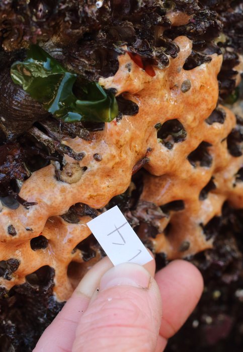 Scientific name -- possible: Polysyncraton sp.