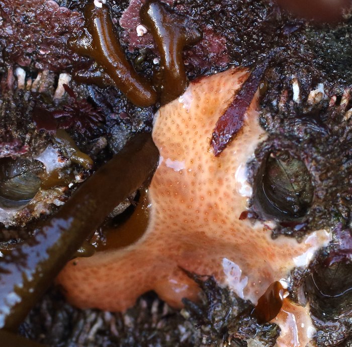 Scientific name -- possible: Polysyncraton sp.
