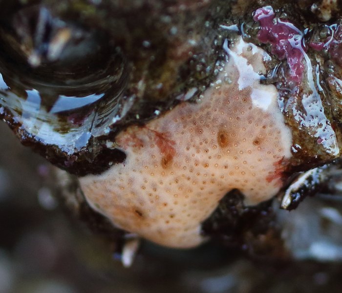 Scientific name -- possible: Polysyncraton sp.