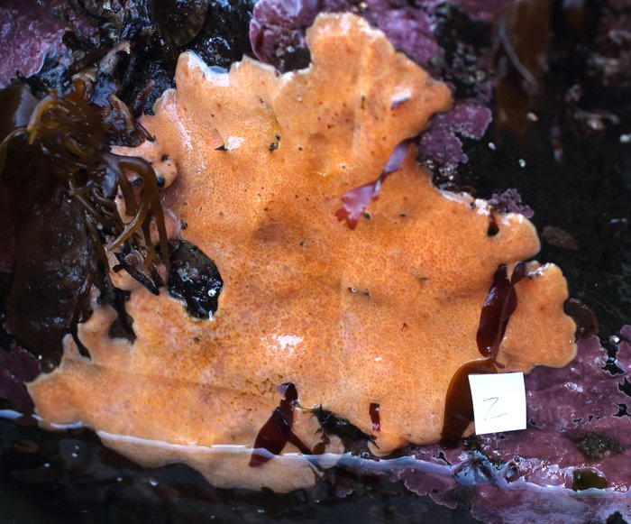 Scientific name -- possible: Polysyncraton sp.