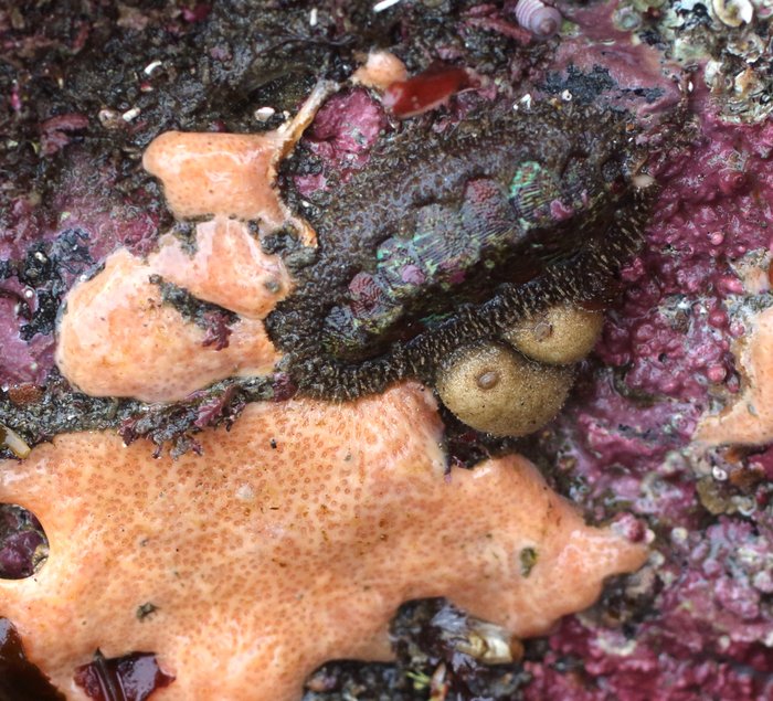 Scientific name -- possible: Polysyncraton sp.
