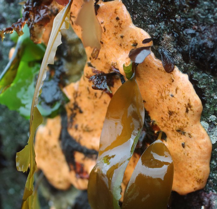 Scientific name -- possible: Polysyncraton sp.
