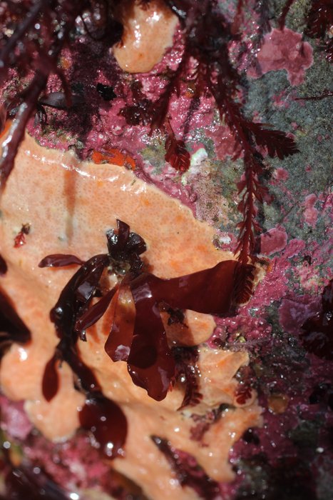 Scientific name -- possible: Polysyncraton sp.