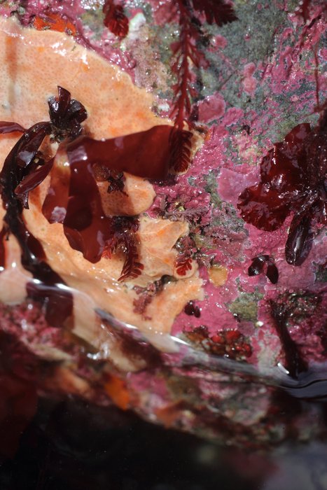 Scientific name -- possible: Polysyncraton sp.