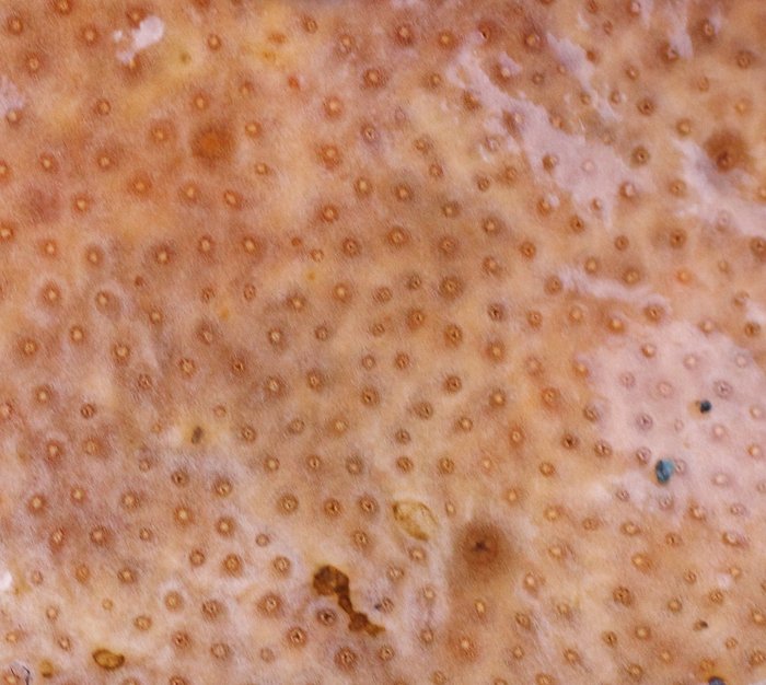 Scientific name -- possible: Polysyncraton sp.
