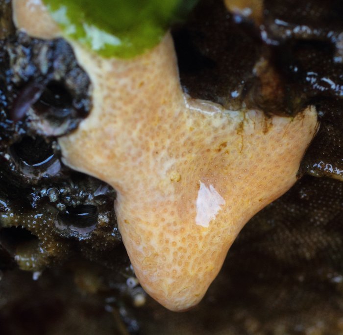 Scientific name -- possible: Polysyncraton sp.