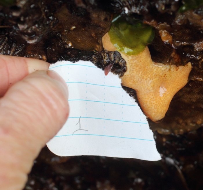 Scientific name -- possible: Polysyncraton sp.