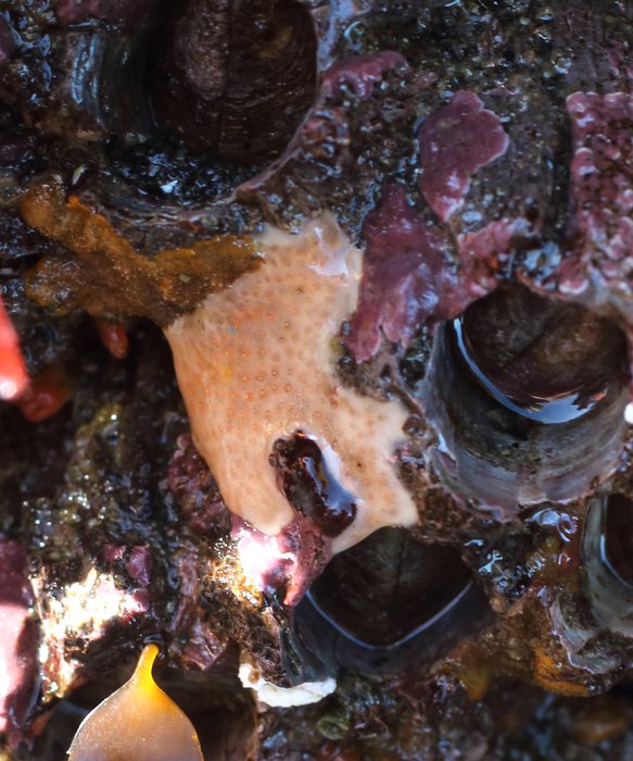 Scientific name -- possible: Polysyncraton sp.