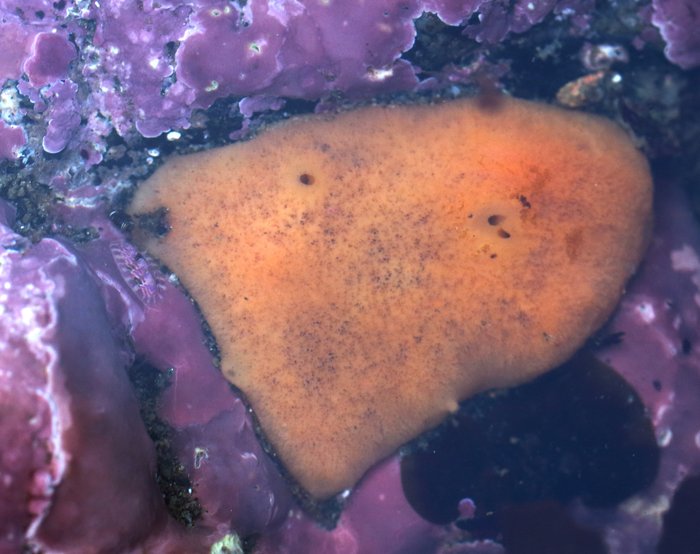 Scientific name -- possible: Polysyncraton sp.