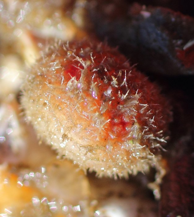 Scientific name -- possible: Boltenia echinata