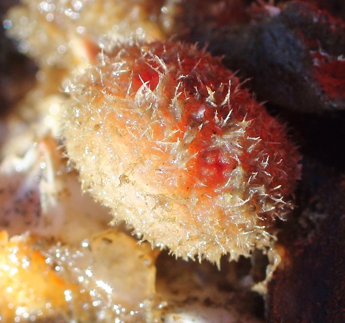 Scientific name -- possible: Boltenia echinata