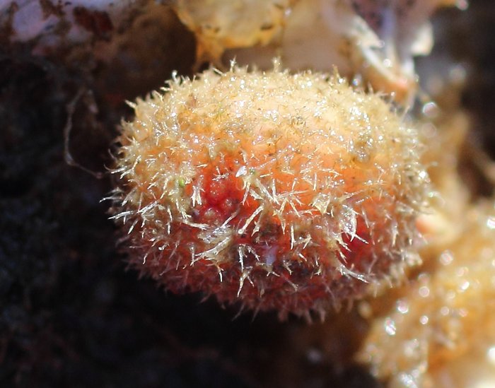 Scientific name -- possible: Boltenia echinata