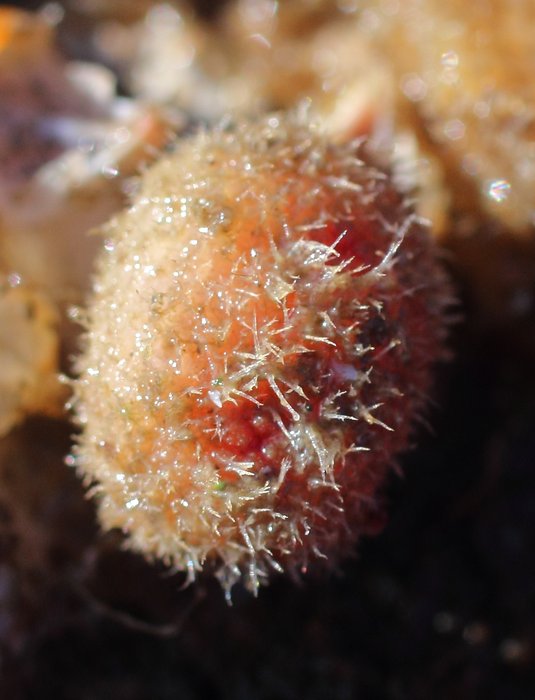 Scientific name -- possible: Boltenia echinata