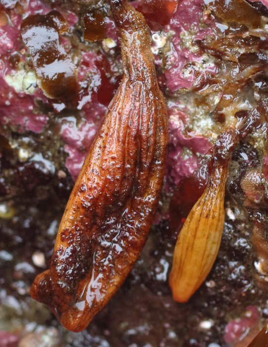 Scientific name - possible: Styela montereyensis