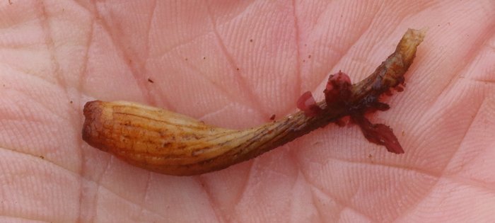 Scientific name - possible: Styela montereyensis or Styela yakutatensis