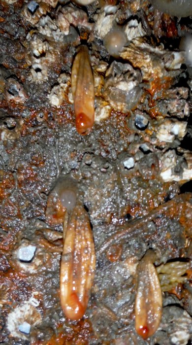 Scientific name -- possible: Styela yakutatensis or Styela montereyensis