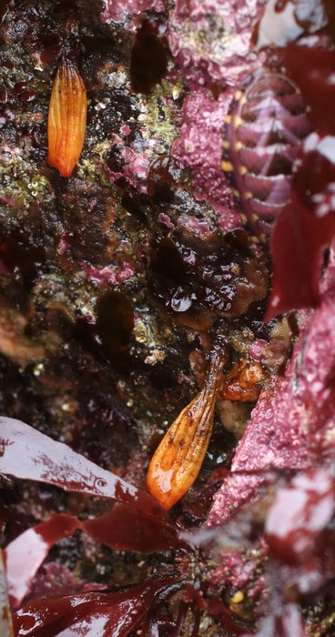 Scientific name -- possible: Styela yakutatensis or Styela montereyensis