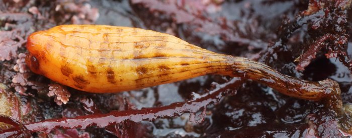 Scientific name -- possible: Styela yakutatensis or Styela montereyensis