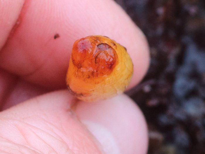 Scientific name -- possible: Styela yakutatensis or Styela montereyensis